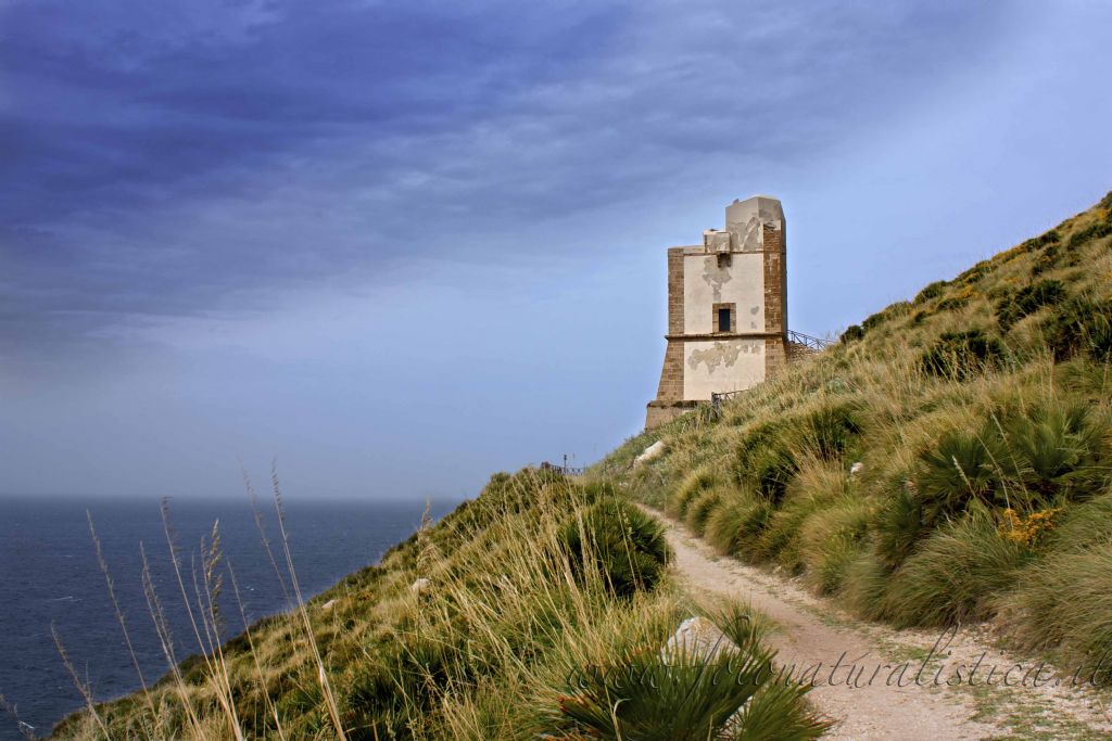 Metaphalangium propinquum del Monte Cofano